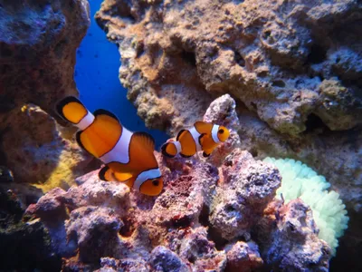 14 экзотических пресноводных рыб для вашего аквариума | Аквариумный мир |  Дзен