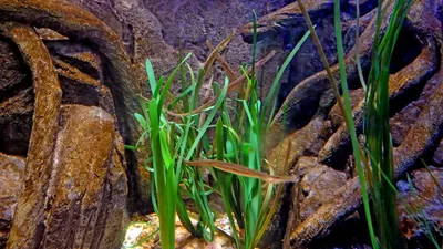 В Магнитогорске открылась выставка экзотических рыб «Подводный мир» |  Верстов.Инфо