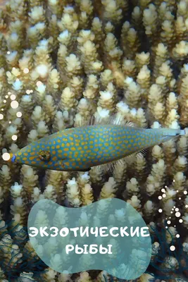 Сотни экзотических рыбок привезли в океанариум Екатеринбурга | ОБЩЕСТВО |  АиФ Урал