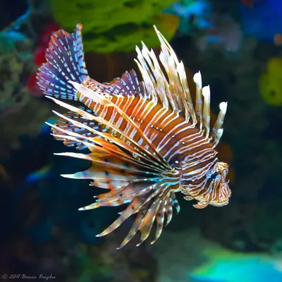 Красивые экзотические виды рыб в природе и в аквариуме