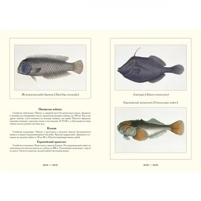 Кустарные и декоративные экзотические рыбы в Бангладеше : Галиб, Шамс  Мухаммед, Мохсин, ABM: Amazon.es: Libros