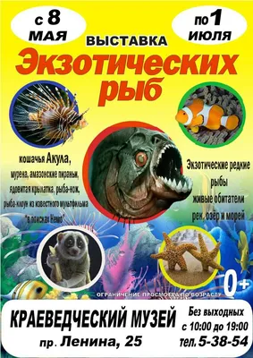 Самая ядовитая рыба в мире и другие экзотические обитатели морей на  выставке рыб в Тамбове - ВЕСТИ / Тамбов