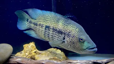 Экзотических рыб можно увидеть в московском аквариуме-океанариуме - РИА  Новости, 29.02.2020