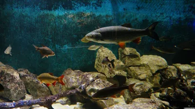 Красивая экзотическая рыба в аквариуме :: Стоковая фотография :: Pixel-Shot  Studio