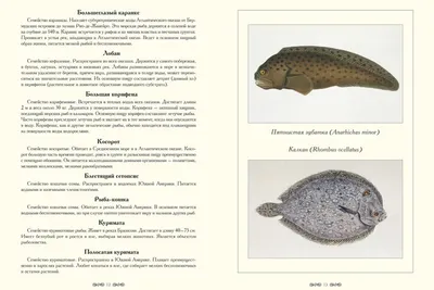 Экзотические Рыбы — стоковые фотографии и другие картинки Вода - Вода,  Водный организм, Глубокий - iStock