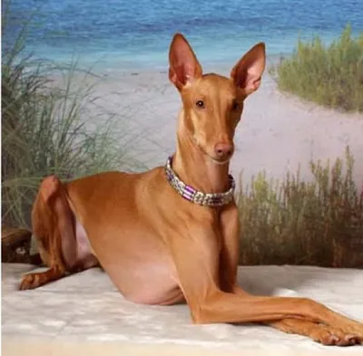 Фараонова собака (Pharaoh Hound) - небольшая, активная и умная порода собак.  Описание, фото и отзывы о породе.