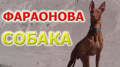 Extra Special Pharaoh Hounds - фантастическая новость! Щенки породы Фараонова  собака - в Киеве. Доступны к продаже в Украине! | Facebook