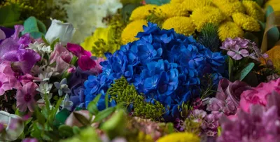 В Ростове состоится выставка-ярмарка «Феерия цветов» | ROSTOF.RU