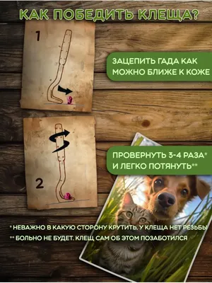 Купить интерактивная игрушка для собак Rosewood , Дай вкусняшку,  25х25х11см, цены на Мегамаркет | Артикул: 600003654084