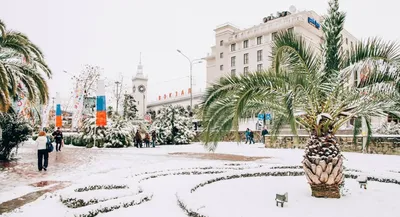 Зима в Сочи,пальмы в снегу,ветер…» — создано в Шедевруме