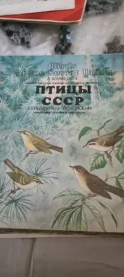 пластинка винил голоса птиц в природе — купить в Красноярске. Состояние:  Б/у. Аудиозаписи на интернет-аукционе Au.ru