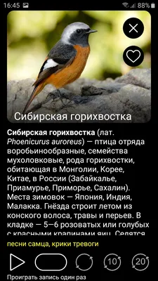 Голоса весны. Экскурсия в природу. 57 видов птиц средней полосы России  Государственный Дарвиновский музей