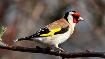 Голоса птиц. Щегол (Carduelis carduelis) - YouTube