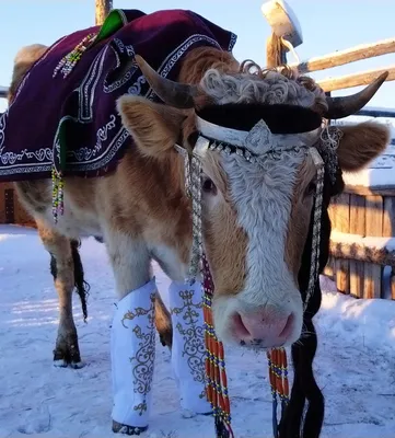 Yakutian Style. Якутские женщины превращаются зимой в лыжниц - StormMedia24