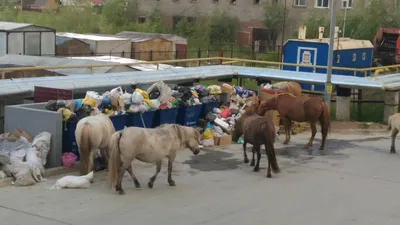 Зимние жеребята. | Пикабу