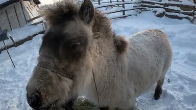 Длинная шерсть и короткие ноги. О выносливых и необычных лошадях якутского  полюса холода