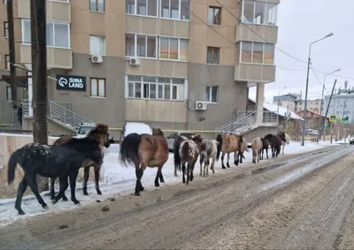 Якутская лошадь: Удивительные лошади аборигенной якутской породы (ФОТО,  ВИДЕО)