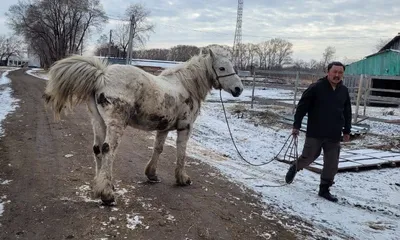 Лошади инспектируют качество дорог». В Якутске табун проскакал по  свежеотремонтированному проспекту - KP.RU