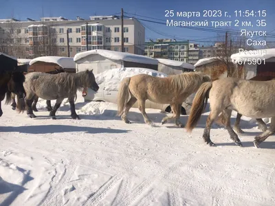 Один из якутских конных всадников вынужден вернуться домой из-за травмы  лошади - KP.RU