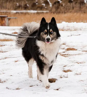 Пропала щенок якутской лайки в Издревой, Новосибирск - помогите! | Pet911.ru