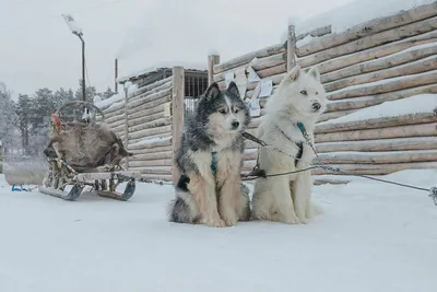 Якутская лайка: описание и фото, характер, особенности содержания, цена