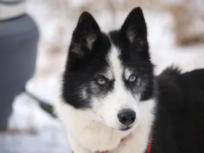 Найден кобель якутской Лайки в Москве | Pet911.ru