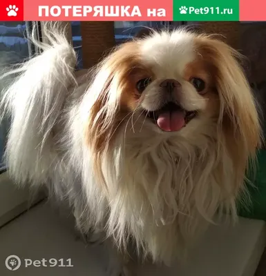 https://www.royalcanin.com/ru/dogs/breeds/breed-library/japanese-chin