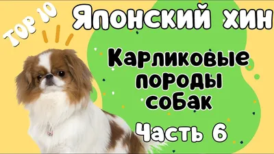 Пропала собака Японский Хин в Ангарске | Pet911.ru