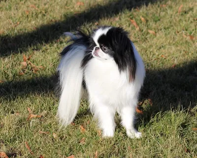 Японский хин / Japanese Chin (Japanese Spaniel) - PetsPoint.ru