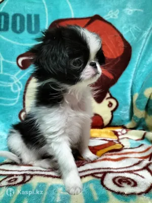 Щенки японского хина (Россия) Puppy Japanese chin from Russians breeders |  Facebook