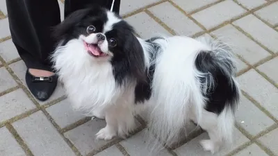 Японский хин (Japanese Chin) - порода умная, игривая и веселая. Описание,  фото и отзывы о собаке.