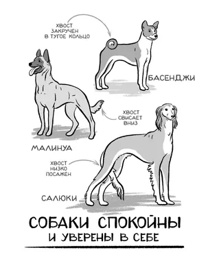 Портрет Испуганной Маленькой Собаки Чихуахуа На Плече Хозяйки В  Ветеринарной Клинике — стоковые фотографии и другие картинки Держать -  iStock