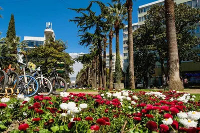 В Сочи дороже. Во сколько обойдётся отдых летом и где будет больше туристов  | Туризм | Аргументы и Факты