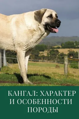 Кангал большой (72 фото) - картинки sobakovod.club