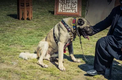 Щенки кангала (Kangal Shepherd Dog) | Фото выпускников питомника