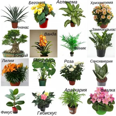Фото каталог комнатных растений и цветов фото