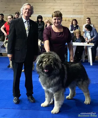 ЭТО МОЯ СОБАКА. Кавказская овчарка. Инструкция по применению.🐶Часть 1.  Начало. | Это моя история | Дзен