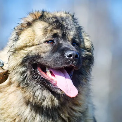 Компания ВЕДА - 🐕 Кавказская #овчарка 🐕 Порода собак, родиной которой  является Кавказ. Является одной из древнейших пород, ведёт род от крупных  молоссоидов I века до нашей эры. #Собака выше среднего роста.