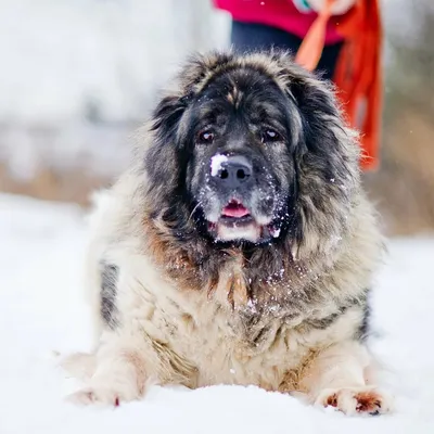 Кавказская овчарка (50 фото) | Caucasian shepherd dog, Types of dogs,  Shepherd dog