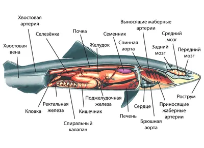 6. Хрящевые рыбы