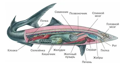 Коллекция остатков ископаемых хрящевых рыб Государственный Дарвиновский  музей