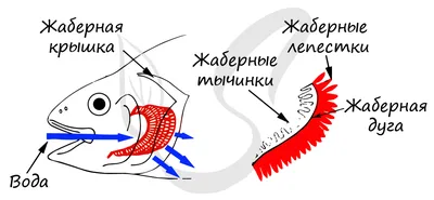 Класс Хрящевые рыбы - Умскул Учебник