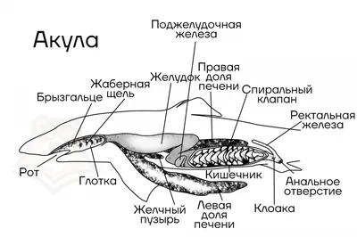 Акулы: самые опасные хищники на Земле» — создано в Шедевруме