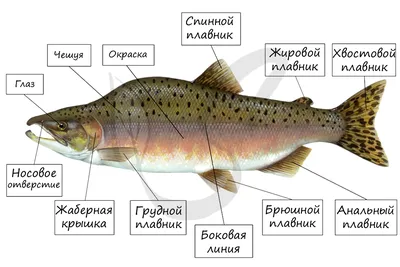 Гибод | Доисторический мир вики | Fandom