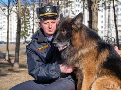 Профессия кинолог: описание, плюсы, минусы, где получить