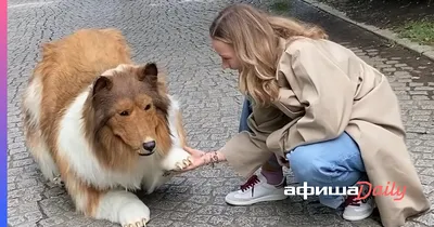 Колли порода собаки😽» — создано в Шедевруме