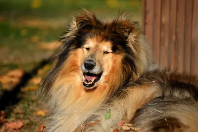 Бородатая колли (Bearded Collie) - это умная, смелая и выносливая порода  собак. Описание, фото и отзывы.