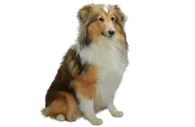 Колли Rough Collie Собака - Бесплатное фото на Pixabay - Pixabay