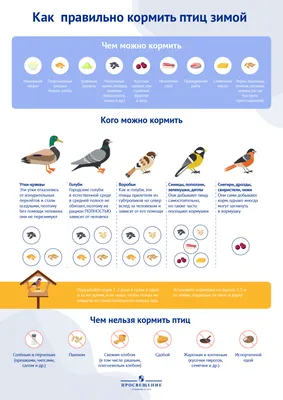 Школьников Люберец приглашают поучаствовать в конкурсе кормушек для птиц |  Администрация городского округа Люберцы Московской области