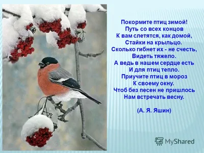 Как сделать кормушку для птиц своими руками | Эксперт Башкортостан | Дзен